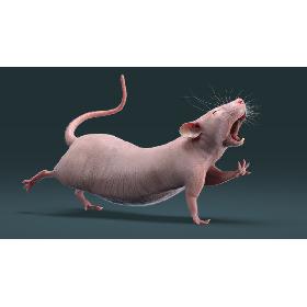 Rat Hairless Rigged model